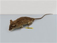 藏品(小黃腹鼠   )的圖片